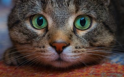 American Bobtail, muzzle, pets, close-up, domestic cat, cute animals, cats, American Bobtail Cat