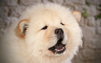 Chow Chow, close-up, pets, furry dog, puppy, small Chow Chow, Songshi Quan, dogs, Chow Chow Dog