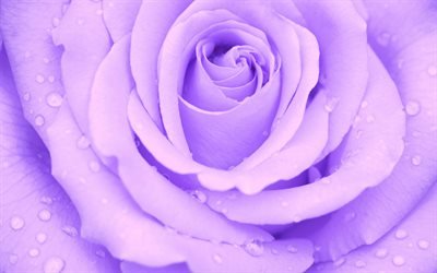 viola bocciolo di rosa, gocce d&#39;acqua sui petali, rosa, viola, fiori, sfondo con rose