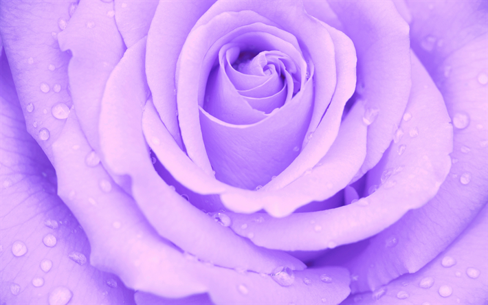 purple rose bud, droppar av vatten p&#229; kronbladen, rose, lila blommor, bakgrund med rosor