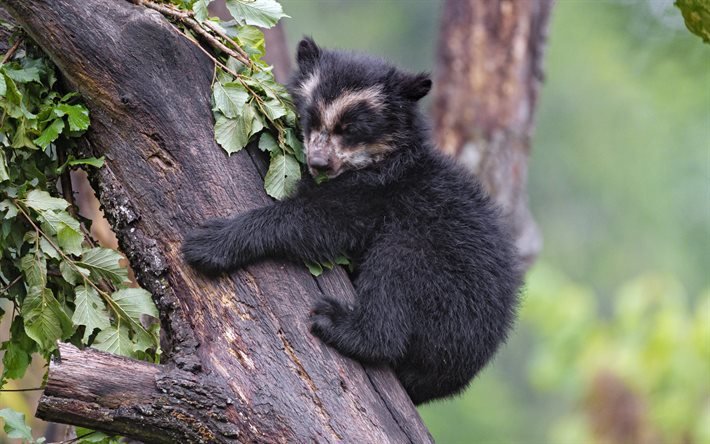 Asian black bear, little bear, moon bear, cute animals, wildlife, teddy bear, white-chested bear, Asiatic black bear
