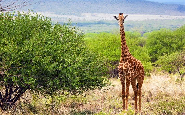 giraff, djurliv, vilda djur, giraffer Tsavo West National Park, Tsavo West, Kenya