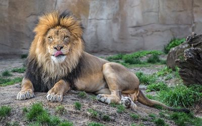 aslan, Hayvanat Bah&#231;esi, predator