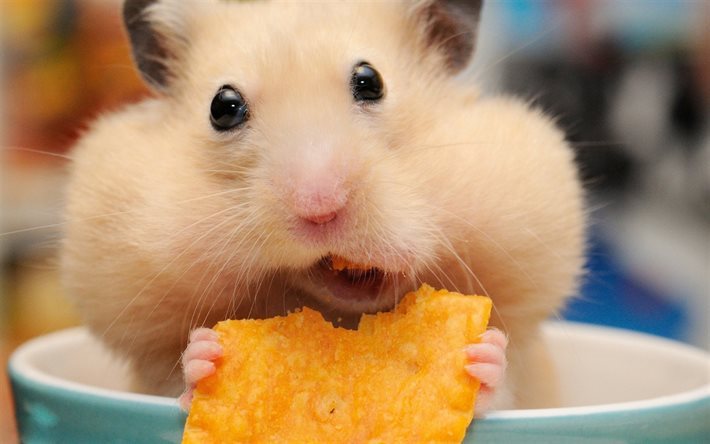 hamster, muzzle, chips, funny animals, dinner, rodents