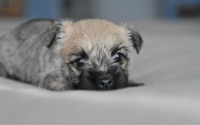 ケルンテリア, 4k, 小さな子犬, ペット, 犬, スコットランド