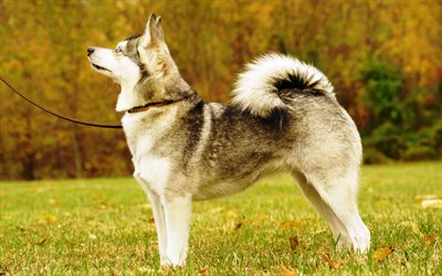 Alaskan Klee Kai, American c&#227;es, animais de estima&#231;&#227;o, cachorro grande, 4k