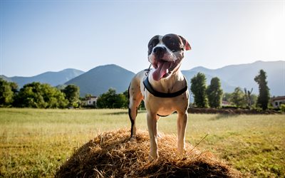 American Staffordshire Terrier, grande c&#227;o branco, grama verde, campo, cachorros