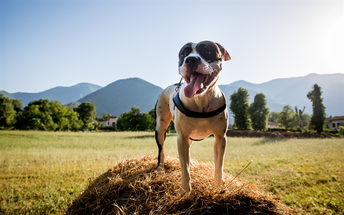 American Staffordshire Terrier, gran perro blanco, verde hierba, campo, perros