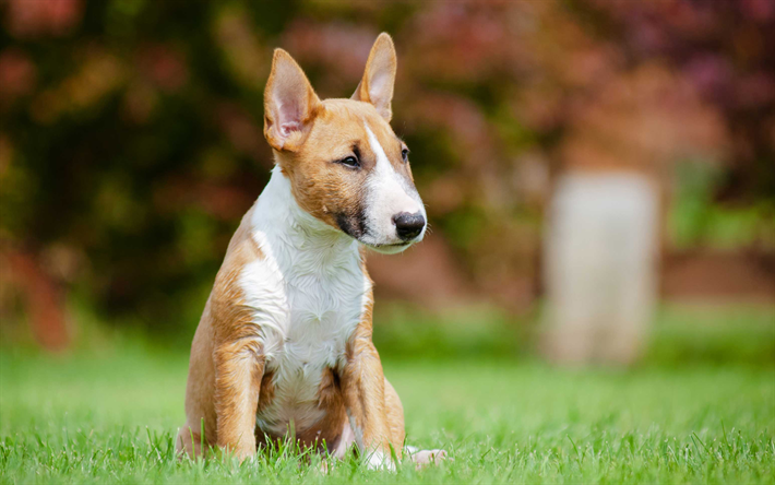Bull Terrier, blanco marr&#243;n del perro, hierba verde, perro peque&#241;o