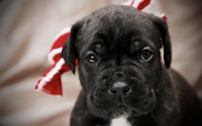 Cane Corso, small black puppy, small dogs, pets, 4k