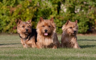 Cairn Terrier, 4k, animali domestici, animali, cani, Cairn Terrier Cane