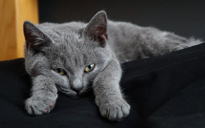 Chartreux Kedi, 4k, gri kısa sa&#231;lı kedi, hayvanlar, kedi