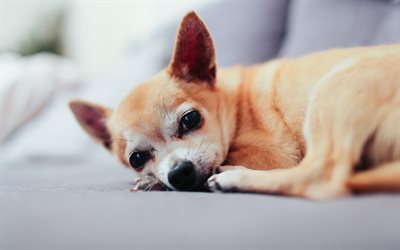 Chihuahua pentu, pieni ruskea koira, seurakoira, 4k, sohva