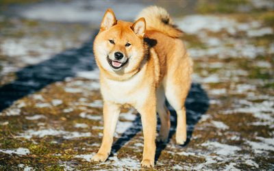 Canaan Dog, 4k, pets, witer, cute animals, dogs, Canaan