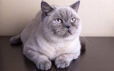 Colorpoint Shorthair, 4k, pets, cute animals, cats, Colorpoint Shorthair Cat