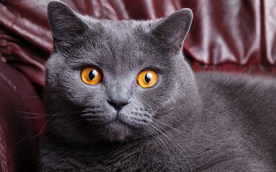 British Shorthair, 4k, muzzle, gray cat, cute animals, cats, domestic cat, British Shorthair Cat