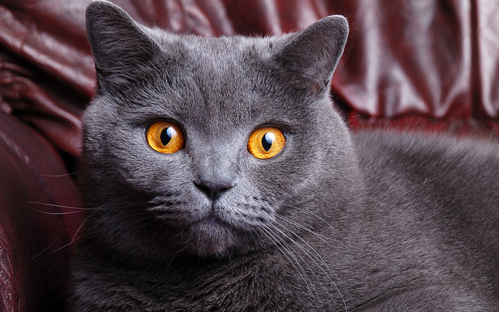British Shorthair, 4k, focinho, gato cinzento, animais fofos, gatos, o gato dom&#233;stico, Gato British Shorthair