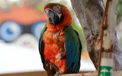 Scarlet macaw, Sydamerikanska papegojor, red parrot, tropiska f&#229;glar, 4k, gr&#246;na vingar