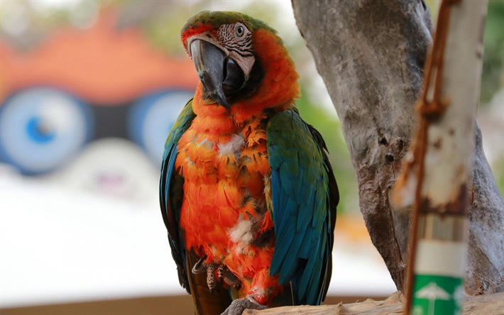 Scarlet macaw, Etel&#228;-Amerikkalainen papukaija, punainen papukaija, trooppisia lintuja, 4k, vihre&#228; siivet