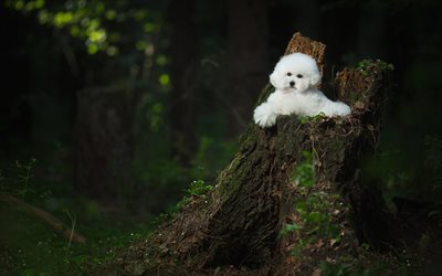 Bichon Frise, white fluffy dog, pets, puppies
