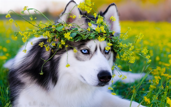 シベリアンハスキー, 4k, ペット, 芝生, かわいい動物たち, ハスキー, 犬, シベリアンハスキー犬
