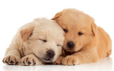 小さな子犬, ゴールデンレトリーバー, 小型犬, かわいい子犬, ペット, labradors