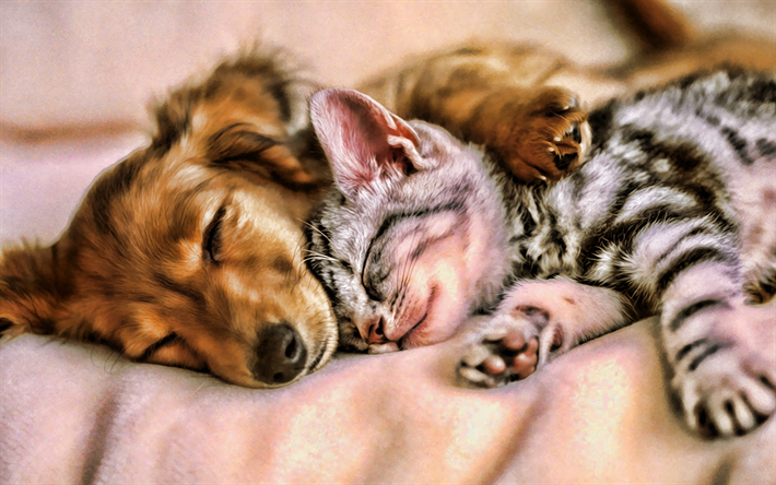gatinho e o cachorro, dachshund, amigos, gato cinzento, gatos, animais de estima&#231;&#227;o, dachshund c&#227;o, amizade