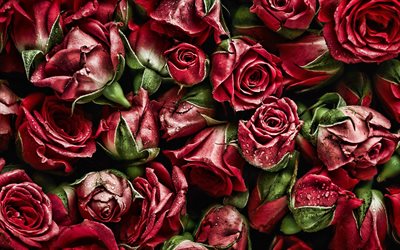 rosas rojas, roc&#237;o, close-up, de color rojo las yemas, las gotas de agua de rosas, flores rojas