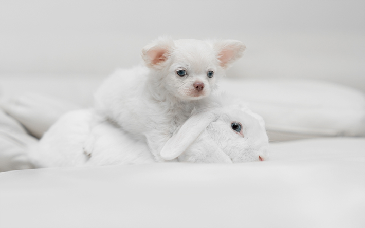chihuahua, white little puppy, pets, small white dog, white rabbit, dogs