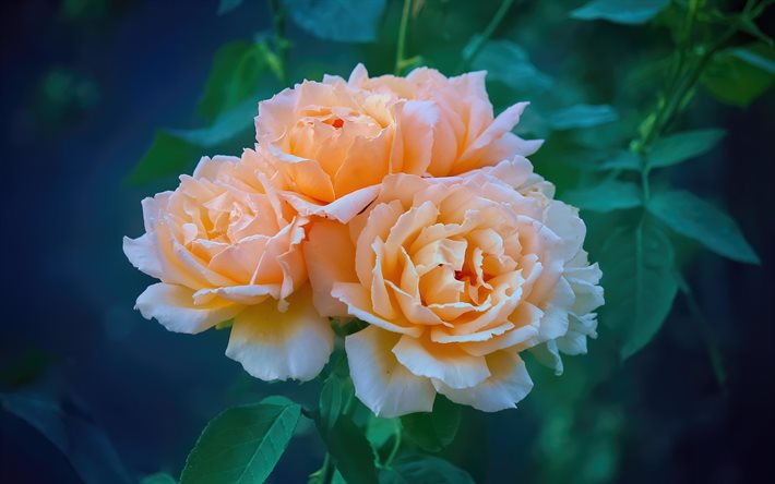 rose da t&#232;, 4k, bokeh, rosa t&#232;, fiori scarlatti, rugiada, rose scarlatto, bellissimi fiori, boccioli scarlatti, rose