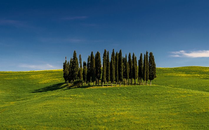 Tuscany, trees on a hill, green grass, green meadow, morning, sunrise, Italy