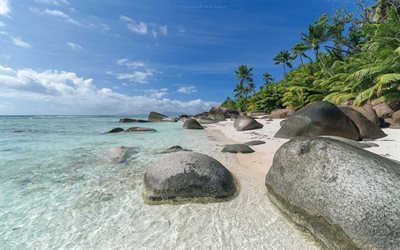 Malediivit, ranta, palmuja, ocean, kivet, rannikolla, meri, trooppinen saari