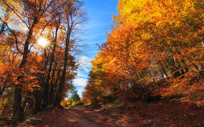outono, floresta, amarelo &#225;rvores, paisagem de outono, Borovo, Bulg&#225;ria, Plovdiv