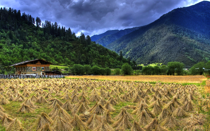 Tibet, agriculture, farm, mountains, harvest, Asia, HDR