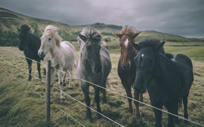 caballo, pasto, campo, Irlanda, caballo negro, gris caballo