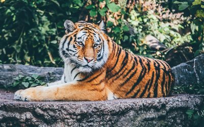 tigre, 4k, Panthera tigris, predators, el zool&#243;gico, el tigre