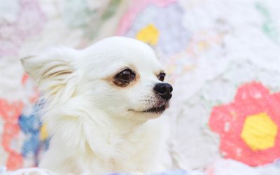 white chihuahua, cute animals, close-up, dogs, chihuahua, white dog, pets, Chihuahua Dog