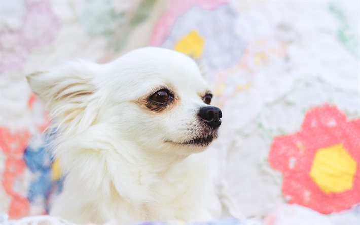branco chihuahua, animais fofos, close-up, cachorros, chihuahua, c&#227;o branco, animais de estima&#231;&#227;o, Cachorro Chihuahua