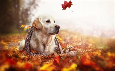 Golden Retriever, autumn, bokeh, forest, cute dog, dogs, pets, labrador, Golden Retriever Dog