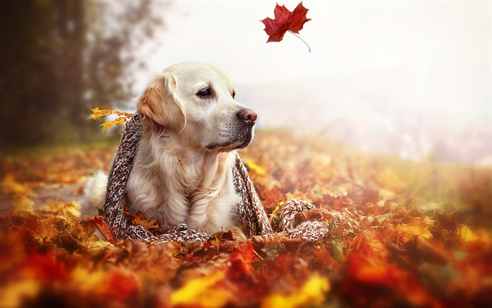 Golden Retriever, outono, bokeh, floresta, c&#227;o bonito, cachorros, animais de estima&#231;&#227;o, labrador, Golden Retriever C&#227;o