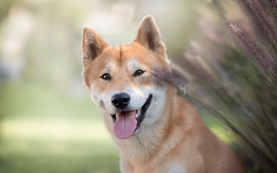 Shiba Inu, beautiful dog, japanese dog, ginger dogs, pets, Japanese Brushwood Dog