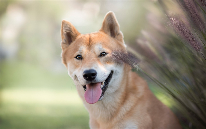 ダウンロード画像 柴犬 美しい犬 日本犬 生姜犬 ペット 日本brushwood犬 フリー のピクチャを無料デスクトップの壁紙