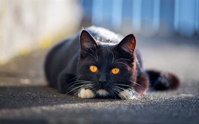 British Shorthair, black cat, close-up, domestic cat, yellow eyes, pets, cats, cute animals, British Shorthair Cat