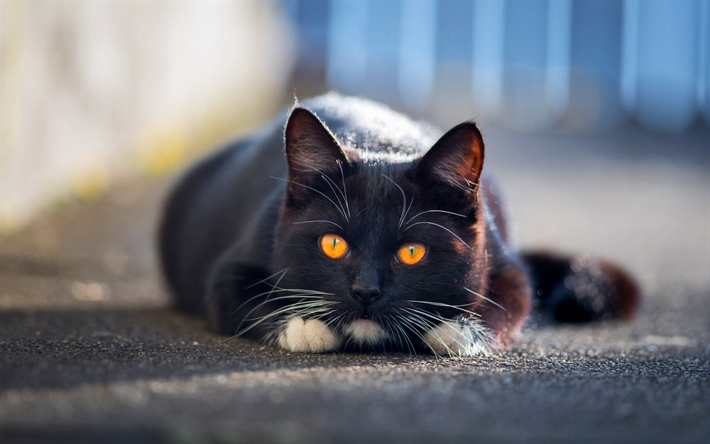 ダウンロード画像 イギリスshorthair 黒猫 近 国内猫 黄色で目の ペット 猫 かわいい動物たち イギリスshorthair猫 フリー のピクチャを無料デスクトップの壁紙