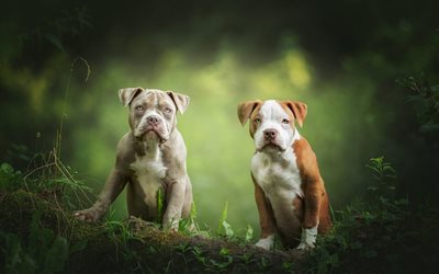 American Pit Bull Terrier, cute puppies, small dogs, forest, pets, brown white puppy, gray puppy, dogs