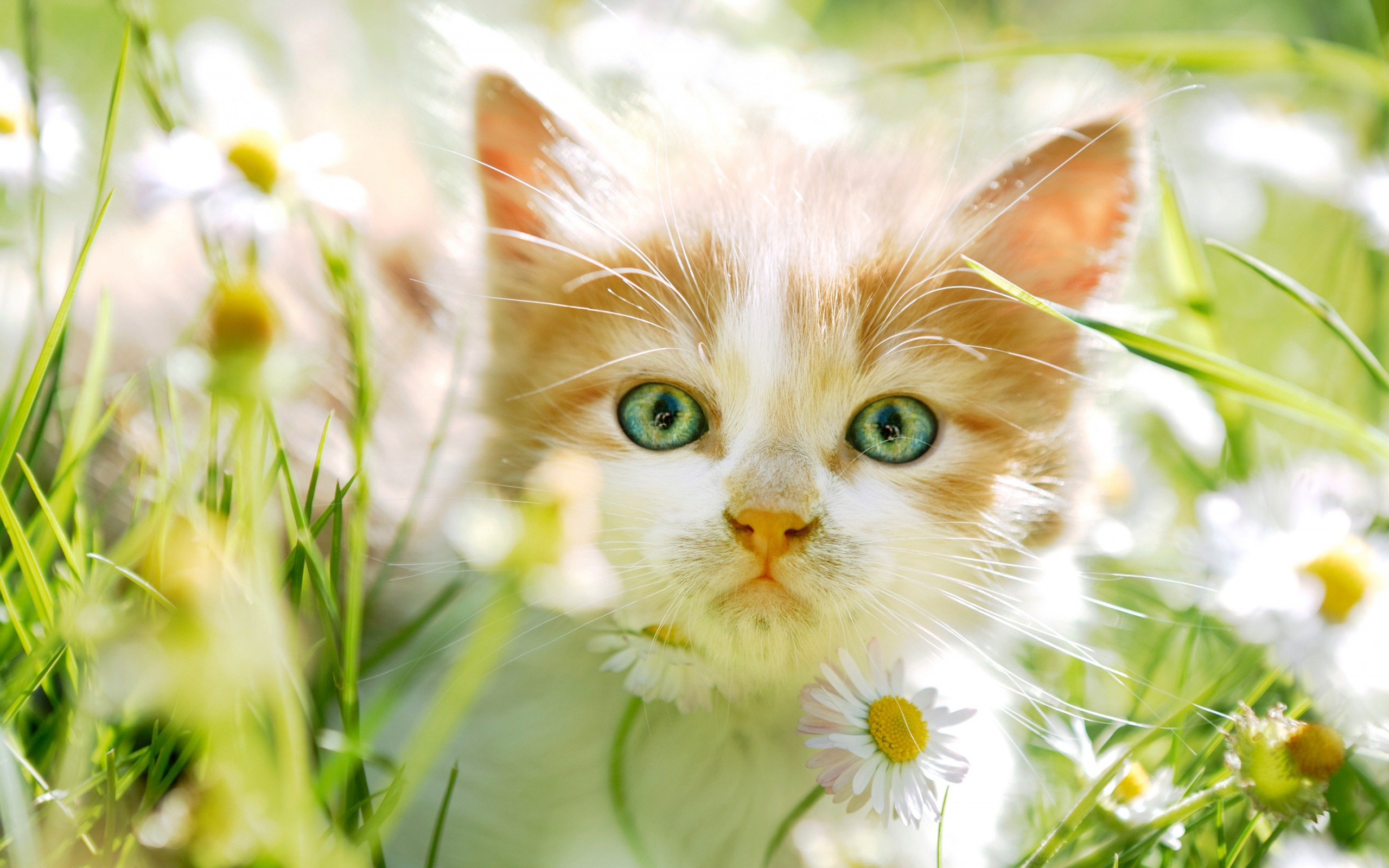Indir duvar ka??d? zencefil kedi yavrusu, küçük sevimli bir yavru kedi,  ye?il gözlü, hayvanlar, tüylü kedi, papatya, kedi çözünürlü?e sahip monitör  2560x1600. Masaüstünde Resimleri