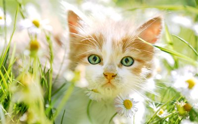 ginger kitten, little cute kitten, green eyes, pets, fluffy little cat, chamomile, cats