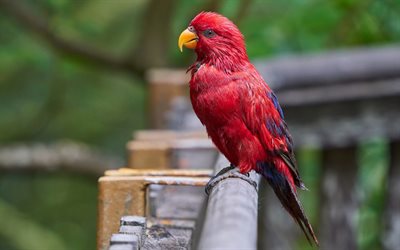 Loriinae, red parrot, bird, beautiful red birds, rainforest, parrots