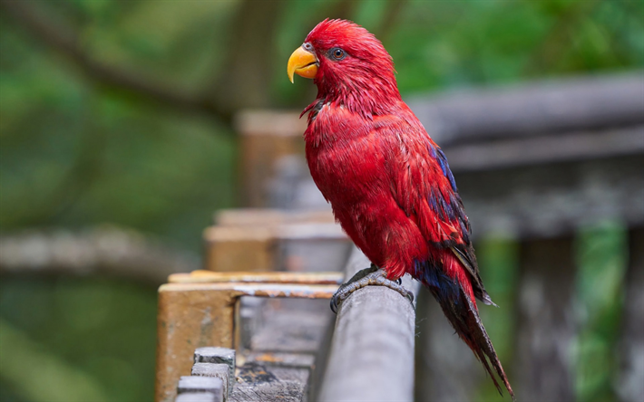 Loriinae, red parrot, aves, belos p&#225;ssaros vermelhos, floresta, papagaios