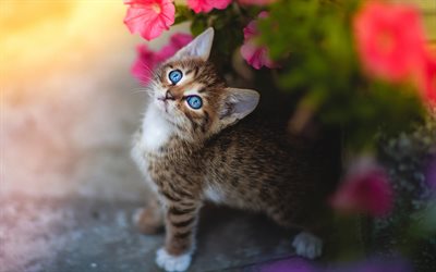 American Bobtail, kitten, blue eyes, pets, flowers, bokeh, domestic cat, cats, American Bobtail Cat, cute animals